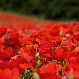 Poppy - Rhoeas Field Poppy (Organic) Seeds