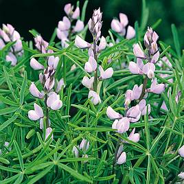 Agricultural Lupin (Green Manure) - Organic Seeds