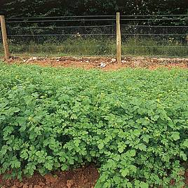 Green Manure - Alfalfa (Lucerne) 112G (45 Sqm)