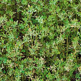 Fenugreek (Green Manure) - Organic Seeds