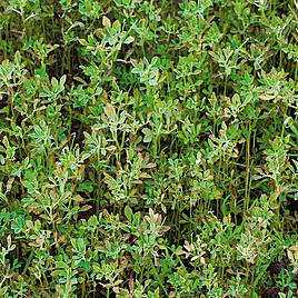 Green Manure - Fenugreek 112G (25 Sqm)