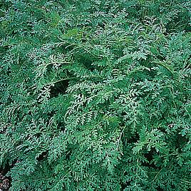 Phacelia Tanacetifolia (Green Manure) - Organic Seeds