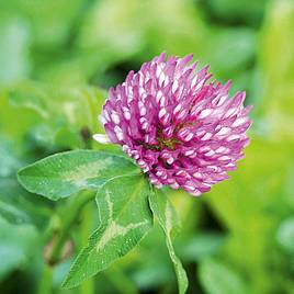 Green Manure - Red Clover 112G (35 Sqm)
