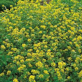 Green Manure - Tubingen Mix (For Bees) 50G (17 Sqm)