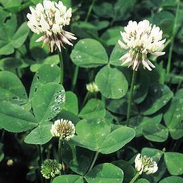 White Clover (Green Manure) - Organic Seeds