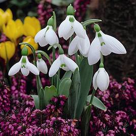 Snowdrop (Greater)
