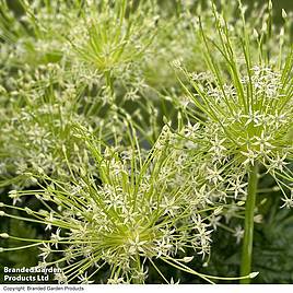 Allium schubertii Arctic Snow
