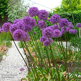Allium Globemaster
