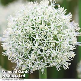 Allium stipitatum Mount Everest