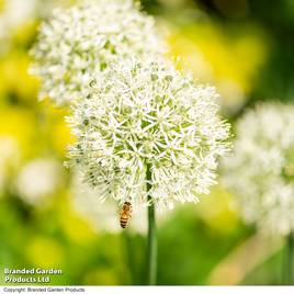 Allium stipitatum Mount Everest