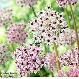 Allium balsaticum Red Eye