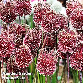 Allium Red Mohican