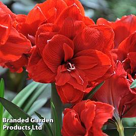 Amaryllis Double Dragon