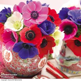 Anemone coronaria De Caen Mixed