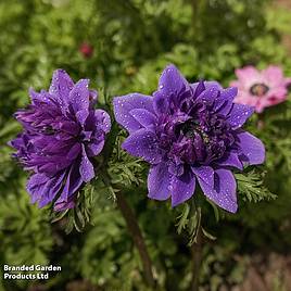 Anemone coronaria Lord Lieutenant
