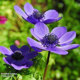 Anemone coronaria Mr Fokker (De Caen Group)