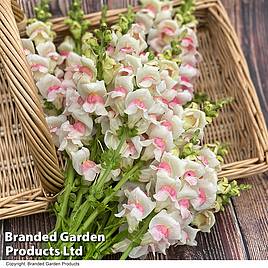 Antirrhinum majus Potomac Apple Blossom F1 - Seeds