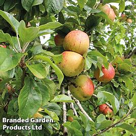 Apple Bramley 20