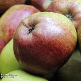 Apple Howgate Wonder