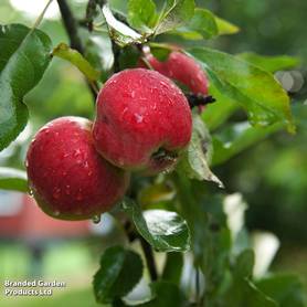Apple Worcester Pearmain