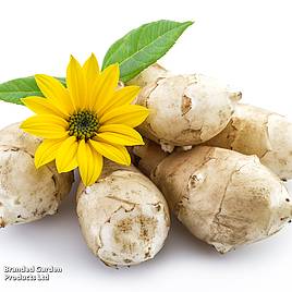 Jerusalem Artichoke Fuseau