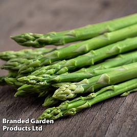 Asparagus officinalis Mondeo (Spring Planting)