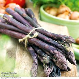 Asparagus officinalis Pacific Purple (Spring Planting)
