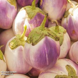 Aubergine Rosa Bianca - Organic Seeds