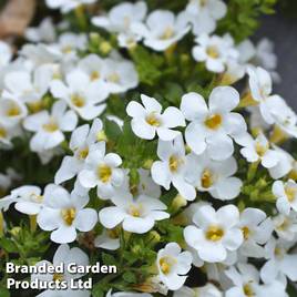Bacopa Baristo® Snowflake