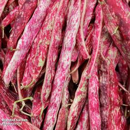 Dwarf French Bean Borlotto Firetongue - Seeds