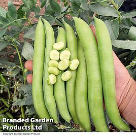 Broad Bean Luz de Otono