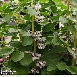Broad Bean De Monica - Seeds