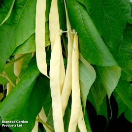 Climbing French Bean Golden Gate - Organic Seeds