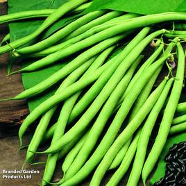Climbing French Bean Cobra - Organic Seeds