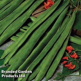 Runner Bean Scarlet Empire - Seeds