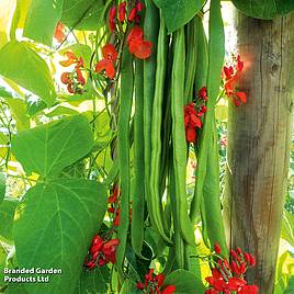 Runner Bean Firestorm - Seeds