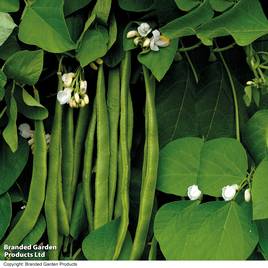 Runner Bean Moonlight - Seeds