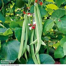 Runner Bean St George - Seeds
