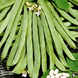 Runner Bean White Emergo - Organic Seeds