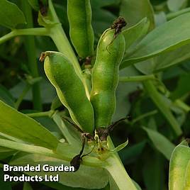 Broad Bean White Windsor (Organic) - Seeds