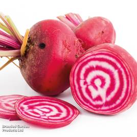 Beetroot Barabietola Di Chioggia (Organic) - Seeds