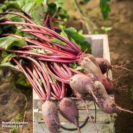Beetroot Cylindra - Organic Seeds