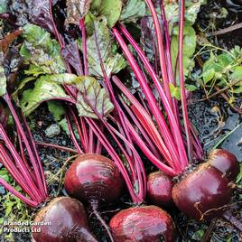 Beetroot Detroit - Organic Seeds
