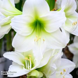 Amaryllis Mont Blanc