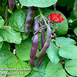 Runner Bean Black Knight