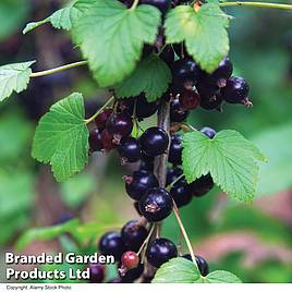 Blackcurrant Ben Connan