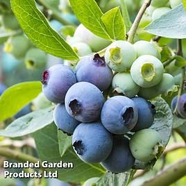 Blueberry Patriot Organic