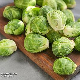 Brussels Sprout Long Island - Seeds
