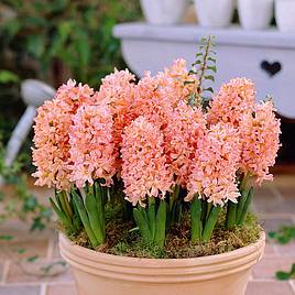 Hyacinth Gipsy Queen