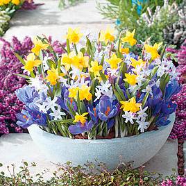 Pots of Colour Bulb Mix